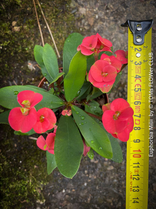 Euphorbia Milii - Red Flowering Crown of Thorns