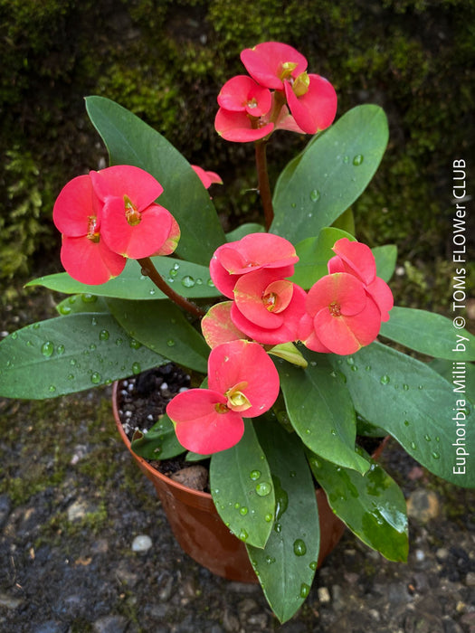 Euphorbia Milii - Red Flowering Crown of Thorns