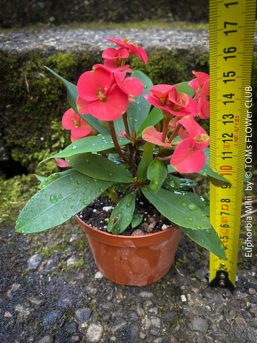 Euphorbia Milii - Red Flowering Crown of Thorns