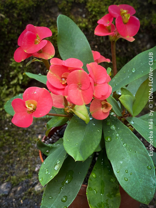 Euphorbia Milii - Red Flowering Crown of Thorns