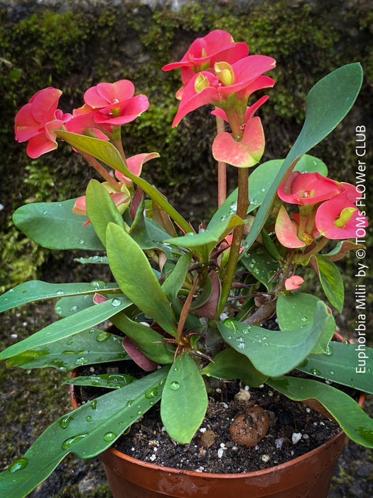 Euphorbia Milii - Red Flowering Crown of Thorns