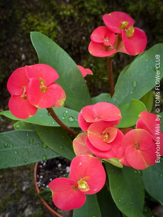 Euphorbia Milii - Red Flowering Crown of Thorns