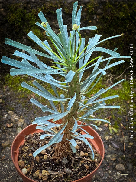 Euphorbia Multiflora, organically grown succulent plants from Madagaskar for sale at TOMs FLOWer CLUB.