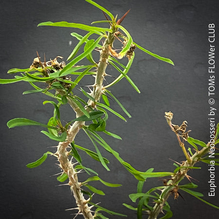 Euphorbia Neobosseri, organically grown succulent plants from Madagaskar for sale at TOMs FLOWer CLUB.