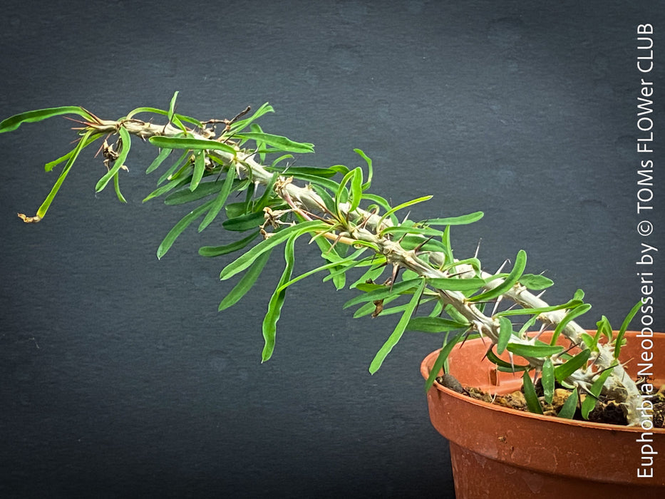 Euphorbia Neobosseri, organically grown succulent plants from Madagaskar for sale at TOMs FLOWer CLUB.