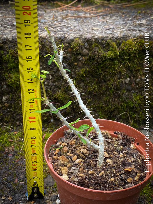 Euphorbia Neobosseri, organically grown succulent plants from Madagaskar for sale at TOMs FLOWer CLUB.