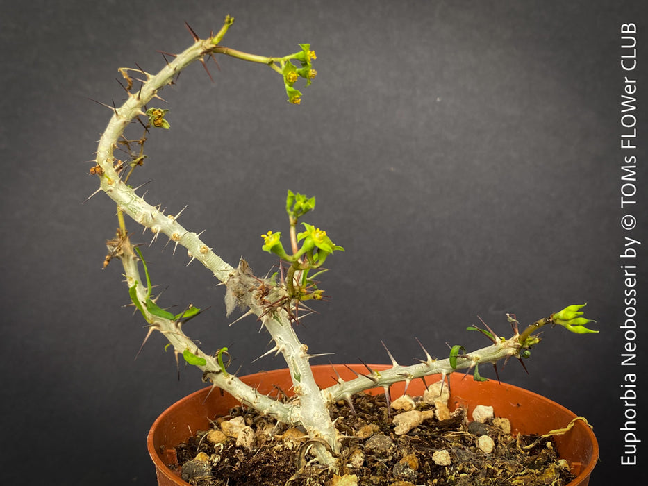 Euphorbia Neobosseri, organically grown succulent plants from Madagaskar for sale at TOMs FLOWer CLUB.