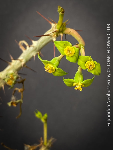 Euphorbia Neobosseri, organically grown succulent plants from Madagaskar for sale at TOMs FLOWer CLUB.