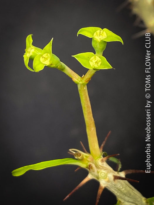 Euphorbia Neobosseri, organically grown succulent plants from Madagaskar for sale at TOMs FLOWer CLUB.