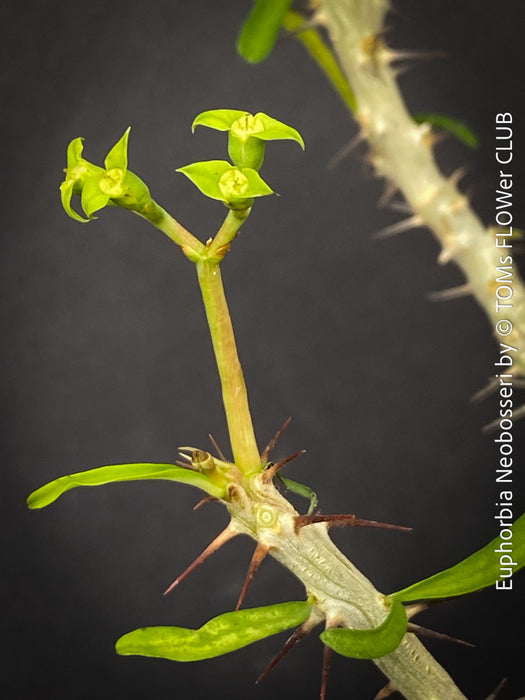 Euphorbia Neobosseri, organically grown succulent plants from Madagaskar for sale at TOMs FLOWer CLUB.