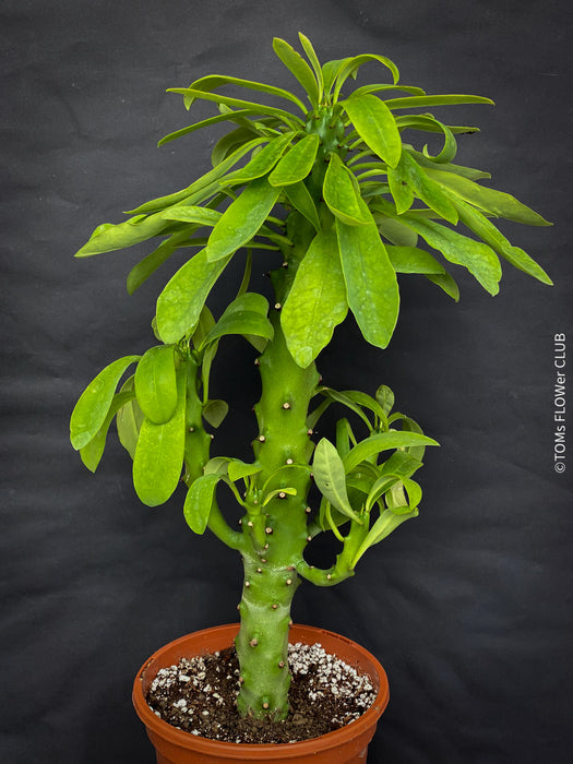 euphorbia succulent varieties Euphorbia Neriifolia | organically grown succulent plants