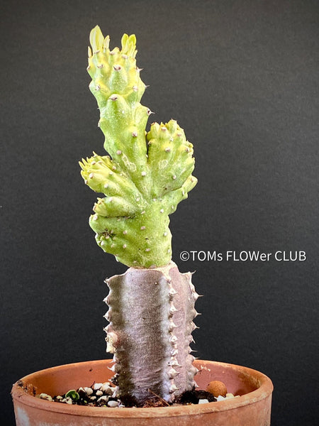 Euphorbia Neriifolia Variegata Cristata, organically grown succulent plants for sale at TOMs FLOWer CLUB.