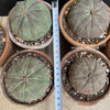 Euphorbia obesa, organically grown succulent plants for sale at TOMs FLOWer CLUB.