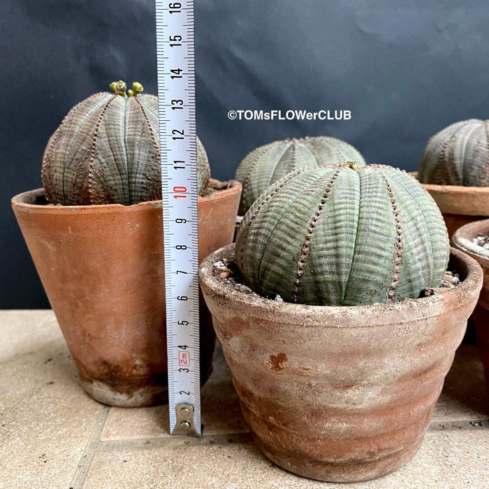 Euphorbia obesa, organically grown succulent plants for sale at TOMs FLOWer CLUB.