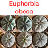 Euphorbia obesa, organically grown succulent plants for sale at TOMs FLOWer CLUB. 