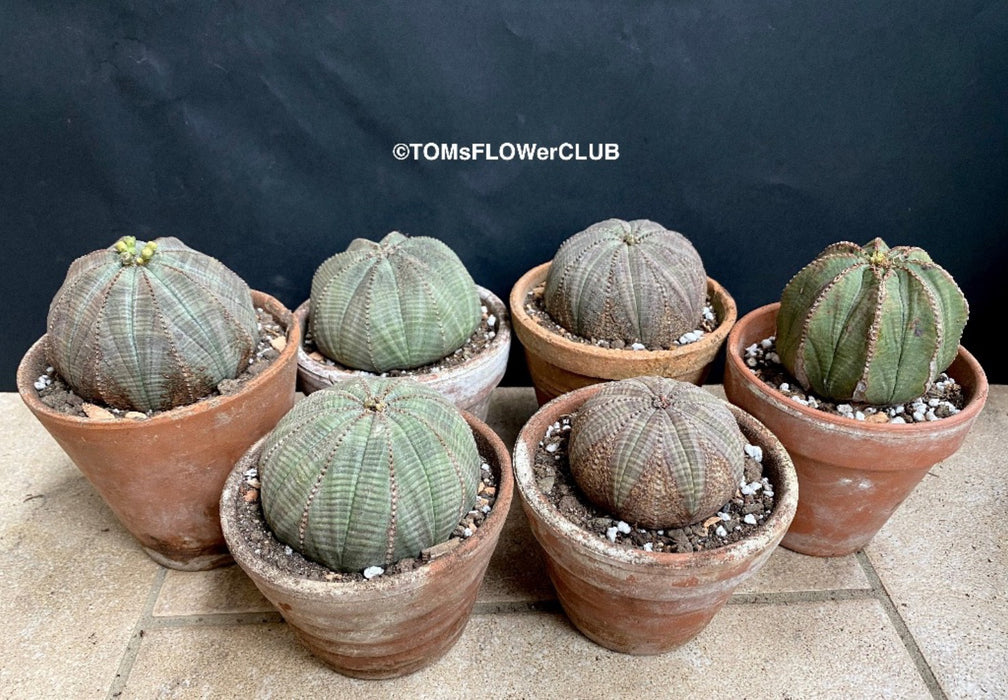 Euphorbia obesa, organically grown succulent plants for sale at TOMs FLOWer CLUB.