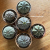 Euphorbia obesa, organically grown succulent plants for sale at TOMs FLOWer CLUB.