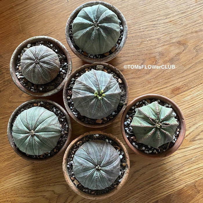 Euphorbia obesa, organically grown succulent plants for sale at TOMs FLOWer CLUB.