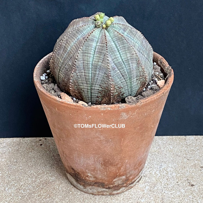 Euphorbia obesa, organically grown succulent plants for sale at TOMs FLOWer CLUB.