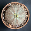 Euphorbia obesa, organically grown succulent plants for sale at TOMs FLOWer CLUB.