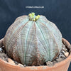 Euphorbia obesa, organically grown succulent plants for sale at TOMs FLOWer CLUB.