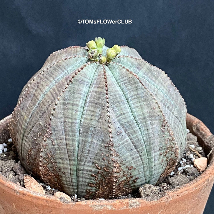 baseball succulent Euphorbia Obesa | organically grown succulent plants