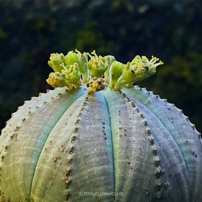 Euphorbia obesa, organically grown succulent plants for sale at TOMs FLOWer CLUB.