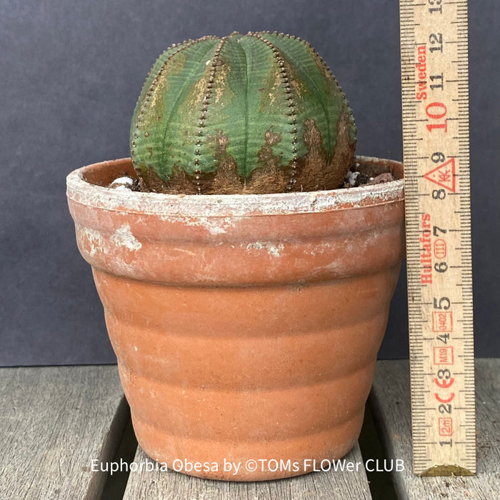 Euphorbia obesa, organically grown succulent plants for sale at TOMs FLOWer CLUB.