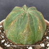 Euphorbia obesa, organically grown succulent plants for sale at TOMs FLOWer CLUB.