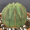 Euphorbia obesa, organically grown succulent plants for sale at TOMs FLOWer CLUB. 