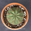 Euphorbia obesa, organically grown succulent plants for sale at TOMs FLOWer CLUB.