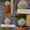 Euphorbia obesa, organically grown succulent plants for sale at TOMs FLOWer CLUB. 