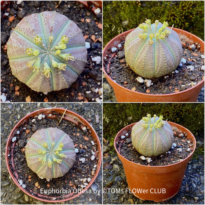 Euphorbia obesa, organically grown succulent plants for sale at TOMs FLOWer CLUB.