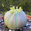 Euphorbia obesa, organically grown succulent plants for sale at TOMs FLOWer CLUB.