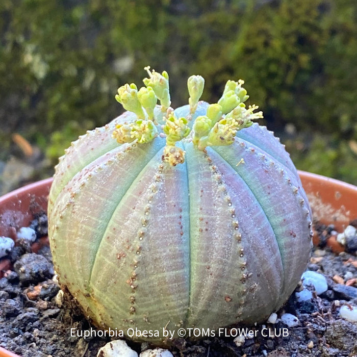 Euphorbia obesa, organically grown succulent plants for sale at TOMs FLOWer CLUB.