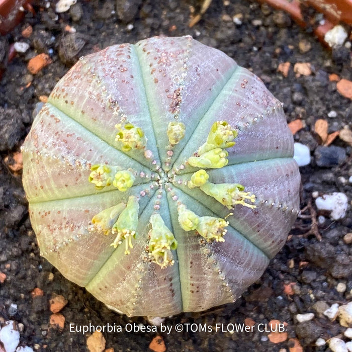 Euphorbia obesa, organically grown succulent plants for sale at TOMs FLOWer CLUB. 