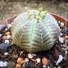 Euphorbia obesa baseball plant rare succulent ball-shaped cactus-like plant for sale at TOMs FLOWer CLUB Zurich Switzerland