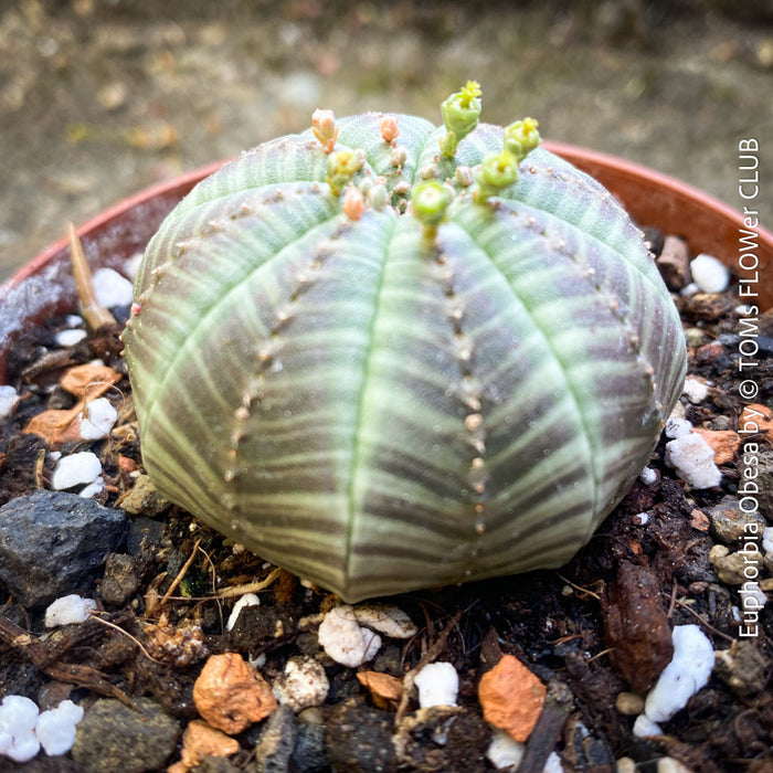Euphorbia obesa baseball plant rare succulent ball-shaped cactus-like plant for sale at TOMs FLOWer CLUB Zurich Switzerland