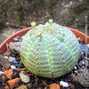 Euphorbia obesa close-up spherical succulent baseball cactus spineless geometric plant for sale at TOMs FLOWer CLUB Zurich Switzerland
