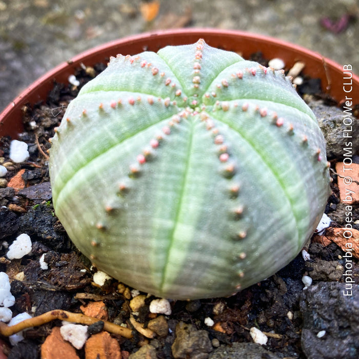 Euphorbia obesa gingham plant detail spherical ribs cactus-like succulent indoor plant for sale at TOMs FLOWer CLUB Zurich Switzerland