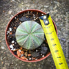 rare Euphorbia obesa living baseball plant small indoor succulent for sunny window for sale at TOMs FLOWer CLUB Zurich Switzerland
