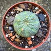 Euphorbia obesa golf ball plant unique round succulent low maintenance office plant for sale at TOMs FLOWer CLUB Zurich Switzerland
