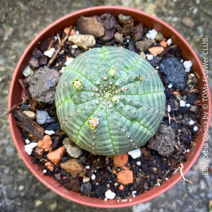 Euphorbia obesa golf ball plant unique round succulent low maintenance office plant for sale at TOMs FLOWer CLUB Zurich Switzerland