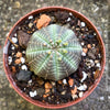 Euphorbia obesa for sale rare ball-shaped succulent compact indoor desk plant TOMs FLOWer CLUB Zurich Switzerland