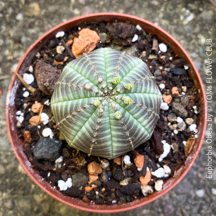 Euphorbia obesa for sale rare ball-shaped succulent compact indoor desk plant TOMs FLOWer CLUB Zurich Switzerland