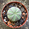 uphorbia obesa sea urchin plant striped ball succulent drought tolerant houseplant for sale at TOMs FLOWer CLUB Zurich Switzerland