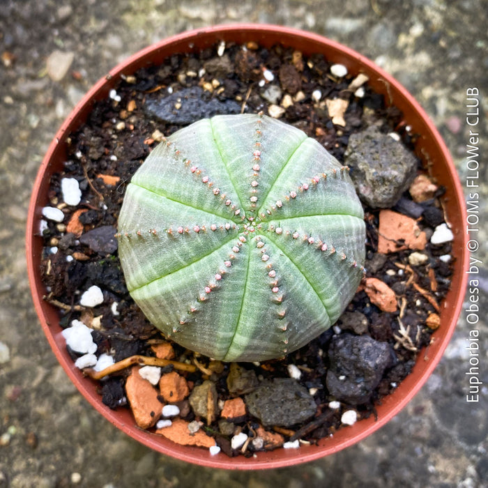 uphorbia obesa sea urchin plant striped ball succulent drought tolerant houseplant for sale at TOMs FLOWer CLUB Zurich Switzerland