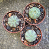 Euphorbia obesa basketball plant rare collector succulent modern minimalist decor plant for sale at TOMs FLOWer CLUB Zurich Switzerland