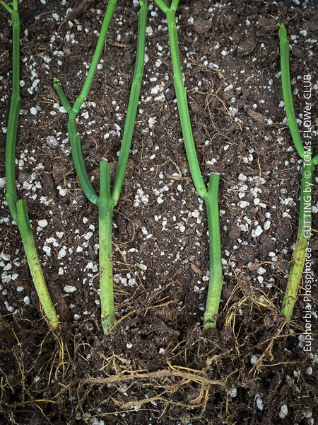 Rooted cuttings of Euphorbia phosphorea, low maintenance succulent, organically grown plants for sale at TOMS FLOWer CLUB.