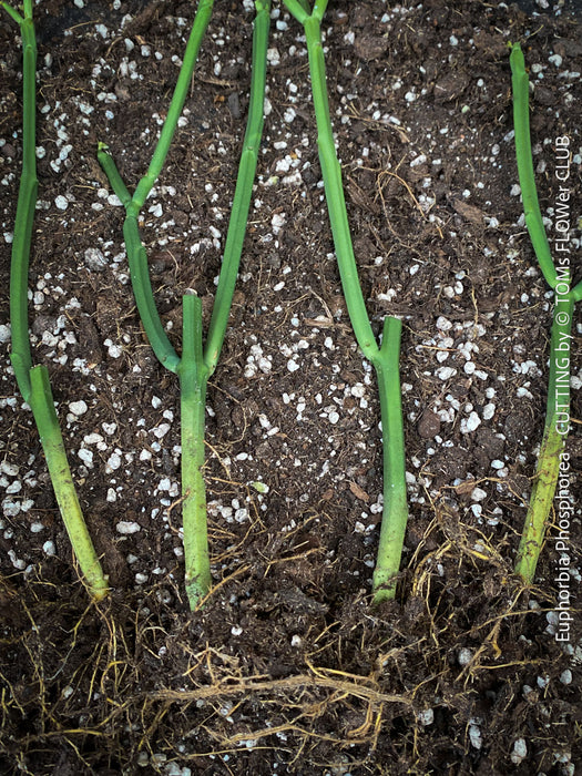 Rooted cuttings of Euphorbia phosphorea, low maintenance succulent, organically grown plants for sale at TOMS FLOWer CLUB.